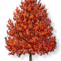 Liquidambar Fragrances - Shop inspired-by fragrances at Fragrenza
