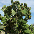 prickly pear