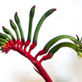 Kangaroo Paw Fragrances - Shop inspired-by fragrances at Fragrenza