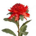 Waratah Fragrances - Shop inspired-by fragrances at Fragrenza