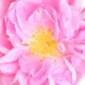 Taif Rose Fragrances - Shop inspired-by fragrances at Fragrenza