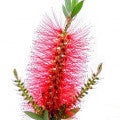 Bottlebrushes