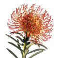 Grevillea Fragrances - Shop inspired-by fragrances at Fragrenza