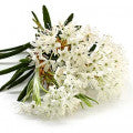 Ledum Fragrances - Shop inspired-by fragrances at Fragrenza