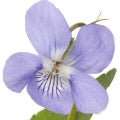 Violet Fragrances - Shop inspired-by fragrances at Fragrenza