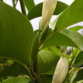 Michelia