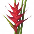 Pink Flamingo Heliconia