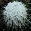 Snow lotus