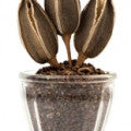 Seed Okra or Gumbo Fragrances - Shop inspired-by fragrances at Fragrenza