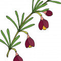 Boronia