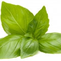 Illustration representing Basil Fragrances