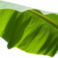 Illustration representing Banana Leaf Fragrances