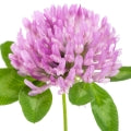 Clover Fragrances - Shop inspired-by fragrances at Fragrenza