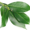 Illustration representing Bay Leaf Fragrances