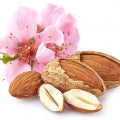 Illustration representing Almond Blossom Fragrances
