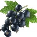 Black Currant note