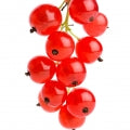 Red Currant Fragrances