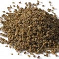 Celery Seeds Fragrances - Shop inspired-by fragrances at Fragrenza