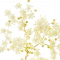Elderflower Fragrances - Shop inspired-by fragrances at Fragrenza