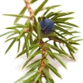 Juniper note