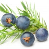 Juniper Berry note — Juniper Berries Fragrances