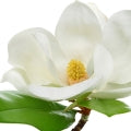 Illustration representing Magnolia Fragrances