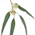 Illustration representing Eucalyptus Fragrances