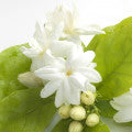 Illustration representing Jasmine Fragrances