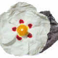 Labdanum Fragrances - Shop inspired-by fragrances at Fragrenza