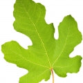 Illustration representing Fig Leaf Fragrances