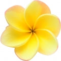 Frangipani note