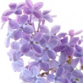 Illustration representing Lilac Fragrances