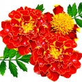 Illustration representing Marigold Fragrances