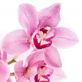 Orchid Fragrances