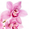 Tom Ford Velvet Orchid duplicate