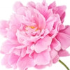 Peony note — Peony Fragrances