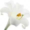 Illustration representing Lily Fragrances