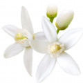 Orange Blossom Fragrances