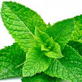 Illustration representing Mint Fragrances