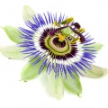Passion Flower Fragrances — browse fragrances in this collection