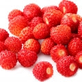 Wild Strawberry Fragrances