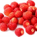 Wild Strawberry note