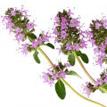 Clary Sage note