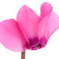 Cyclamen note
