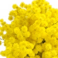 Illustration representing Mimosa Fragrances