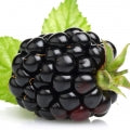 Illustration representing Blackberry Fragrances