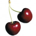 Illustration representing Black Cherry Fragrances