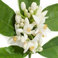 Illustration representing Neroli Fragrances