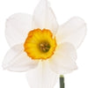 Narcissus note — Narcissus Fragrances