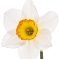 Narcissus note